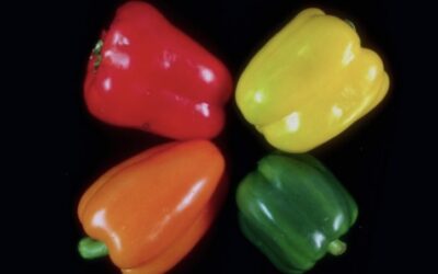 México exportará pimiento morrón a Japón